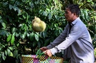 Vietnamese farmers swap coffee with durian to meet China demand
