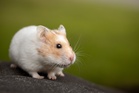 Hamster killer: Japan man arrested twice over deaths of 50 furry creatures