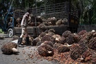 MPOB: Malaysia’s palm oil stocks climb 7.5pc to 2.82 million tonnes in August