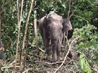 Male elephant roaming near Terengganu village caught, now on a banana diet