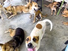 Woman gets Singapore’s first jail term for keeping animals for sale at unlicensed premises
