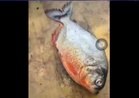 No evidence of established piranha population in Pahang’s Klau Dam yet, says Fisheries Dept