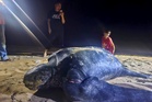 Leatherback makes third Terengganu landing this month, lays 70 eggs