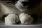 Man jailed after nine cats die, 71 left without proper care in Singapore HDB flat