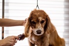 After pet deaths, Singapore orders closer supervision by groomers and rolls out first dog trainer welfare code