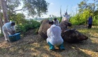 Dead elephant, missing tusks, no cause yet: Sabah awaits lab results on Kinabatangan carcass