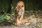 Perak Perhilitan: Malayan tigers will only be captured if they threaten public safety