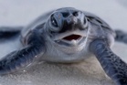 Palm‑sized hatchlings, big win: Malaysia’s green turtles defy global wildlife decline
