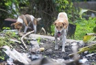 Kelantan warns: Dogs without anti‑rabies vaccination tags may be culled