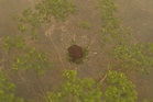 Indonesia releases eight orangutans rescued from fires to protected forest