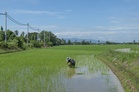 Paddy farmers who suffered yield losses from fertiliser delays may get targeted aid, says minister