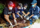 Orangutan found starving in burned Borneo forest as Indonesia rescues hundreds of animals