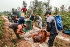 Dozens of endangered orangutans rescued from Indonesia wildfires as haze chokes region