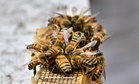 Mardi worker killed by bee swarm while collecting honey at farm in Kemaman
