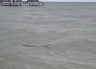 Police warn public to avoid Bagan Lalang Beach after crocodile sighting