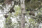Durian orchard that never was: CEO to face charge over RM1.65m scam in Shah Alam court today