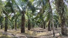Ayah Pesakit Dialisis Putuskan Hubungan Dengan Tiga Anak, Dakwa Wang Kebun Sawit Diambil