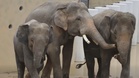 SPRM Siasat Dakwaan Ketirisan Dalam Pemindahan Gajah DAK Ke Zoo Jepun