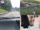 “Dari Gombak Sampai Shah Alam Cari Oyen” – Teringat Seekor Kucing Jalanan, Wanita Nekad Berpatah Balik Untuk Mencarinya