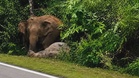 Tragedi Gerik Berulang, Ibu Gajah Enggan Berganjak Tujuh Jam Selepas Anak Mati
