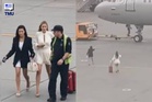 Dua Penumpang Terlepas Penerbangan, Nekad Kejar Pesawat Aeroflot Di Lapangan Terbang Moscow