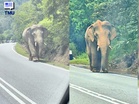 Kaki Cedera, Sulong Tetap Berjalan Pulang Ke Gua Musang