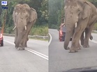 Sulong Dikata Sudah Sampai Jeli, Tinggal 100km Ke Gua Musang