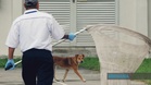 Operasi Tangkap Anjing Liar Di Klang Patuhi SOP – Datuk Bandar