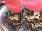 Ulat Gonggok, Puntung Rokok Hingga Bahan Makanan Depan Tandas, Isu Kebersihan MBG Kembali Jadi Perhatian