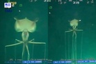 Sotong ‘Alien’ Ditemui Pada Kedalaman 2,385 Meter Di Teluk Mexico, Saiz Dan Sesungutnya Mengejutkan Netizen