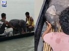 Anak Gajah Hanyut Hampir 4 Km, Nelayan Pertaruh Nyawa Selamatkan Sebelum Kembali Ke Pangkuan Ibu
