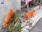 “Serius Bukan Edit” – Kucing Ini Terlalu Oren Sampai Ramai Tertanya-Tanya