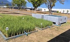 USING PRACTICAL SOLUTIONS: IRRI advances climate-smart rice productivity
