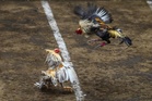 Korean Air bans roosters on US-Philippine routes amid cockfighting outcry