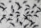 Dengue outpaces virus-blocking mosquitoes in Brazil