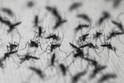 What if we killed all mosquitoes?