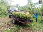 Cacao-coconut intercropping provides new hope for Aurora farmers