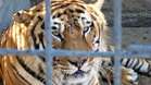 Escaped tiger shot dead by German police