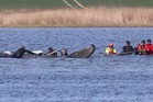 Denmark to autopsy 'Timmy' the whale