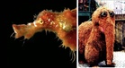 New ghostfish specie named after beloved Muppet