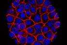 Experimental pill promises new hope for deadly pancreatic cancer