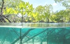 Mangrove forests healing after decades of human destruction