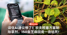 误信AI建议惨了!农夫照着方案制除草剂,150亩芝麻田竟一夜枯死!