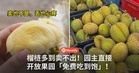 榴梿多到卖不出！园主直接开放果园「免费吃到饱」！