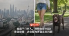 烟霾不只伤人，宠物也会中招！兽医提醒：这些猫狗更容易出问题！