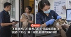 不是想养几只就养几只！邻国每间家只能养「2只」猫！被抓到就罚RM15K！