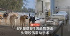 8岁男童在海边遭5只流浪狗袭击，头颈咬伤需动手术