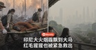 印尼大火烟霾笼罩大马，连红毛猩猩都要紧急撤离！