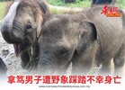 拿笃男子遭野象踩踏不幸身亡