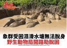 象群受困濕滑水塘無法脫身 野生動物局開路助脫困